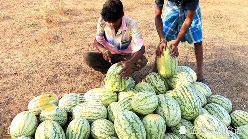 江西网红吃瓜视频播放,揭秘网络红人的幕后故事 第3张 江西网红吃瓜视频播放,揭秘网络红人的幕后故事 第3张